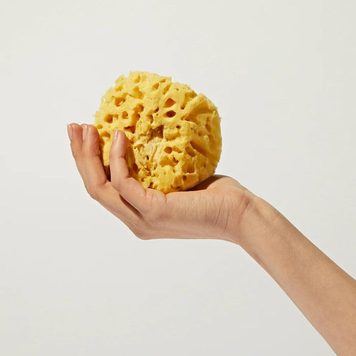 Natural Sea Sponge - Honeycomb