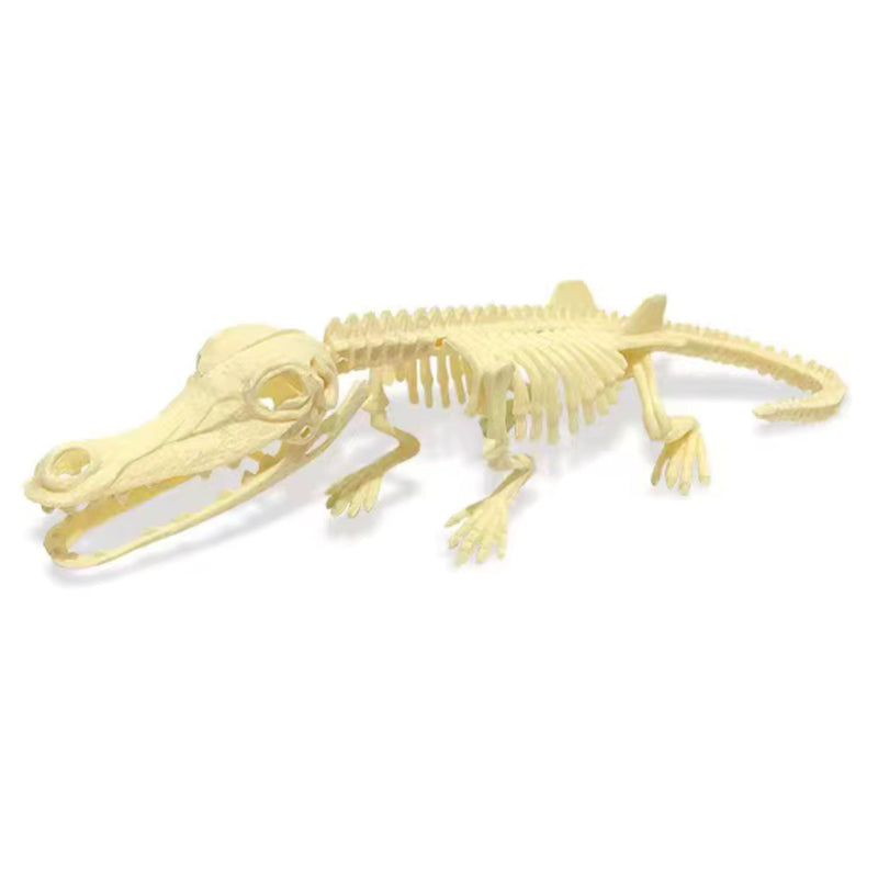 Found Jurassic - Dino Skeleton