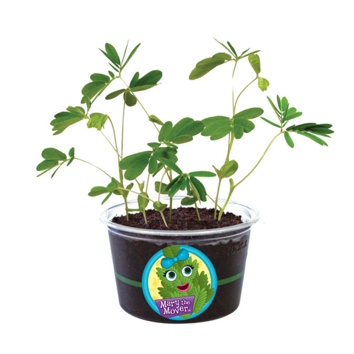 Grow Your Own Pet Pants - Eco Seed Sprouts